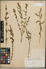 Foto von Salix purpurea L.